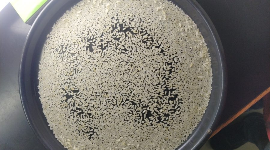 IR64 Creamy sella rice